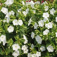 Image result for Mirabilis jalapa