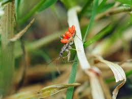 Attēlu rezultāti vaicājumam “Leocarpus sp.”