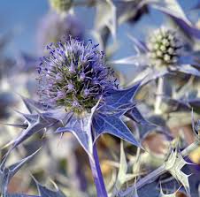 Attēlu rezultāti vaicājumam “Eryngium maritimum flower”