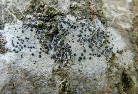 Attēlu rezultāti vaicājumam “Lecidella elaeochroma”