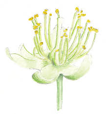 Attēlu rezultāti vaicājumam “Tilia cordata flower”