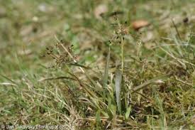 Attēlu rezultāti vaicājumam “Luzula pilosa bud”