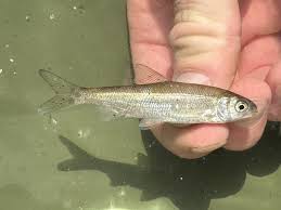 Image result for Rutilus heckelii