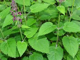 Attēlu rezultāti vaicājumam “Stachys sylvatica”