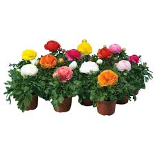 Attēlu rezultāti vaicājumam “Ranunculus mendax”