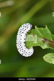 Attēlu rezultāti vaicājumam “Tenthredo scrophulariae larva”