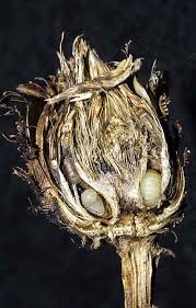 Attēlu rezultāti vaicājumam “Urophora jaceana”