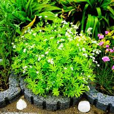 Attēlu rezultāti vaicājumam “Galium odoratum flower”