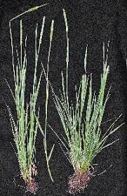 Attēlu rezultāti vaicājumam “Stemonitopsis aequalis (var. aequalis)”