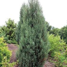 Attēlu rezultāti vaicājumam “Juniperus chinensis”