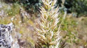 Attēlu rezultāti vaicājumam “Calamagrostis arundinacea leaf”