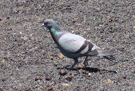 Attēlu rezultāti vaicājumam “Columba livia f. domestica adult”