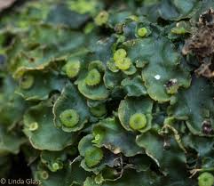 Attēlu rezultāti vaicājumam “Jungermannia hyalina cells”