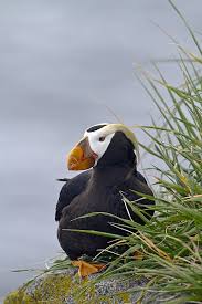 Image result for Fratercula cirrhata