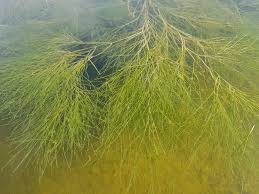 Attēlu rezultāti vaicājumam “Stuckenia filiformis”