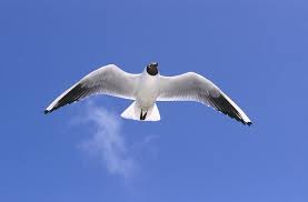 Attēlu rezultāti vaicājumam “Larus ridibundus”