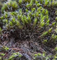 Attēlu rezultāti vaicājumam “Grimmia muehlenbeckii”