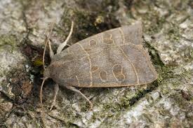 Attēlu rezultāti vaicājumam “Lycophotia porphyrea”