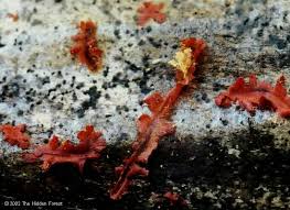 Attēlu rezultāti vaicājumam “Willkommlangea reticulata spores”