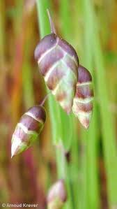 Attēlu rezultāti vaicājumam “Briza media flower”