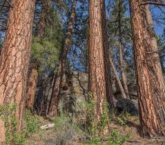 Attēlu rezultāti vaicājumam “Pinus ponderosa”