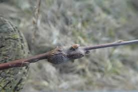 Attēlu rezultāti vaicājumam “Rabdophaga salicis”