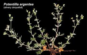Attēlu rezultāti vaicājumam “Potentilla argentea bud”