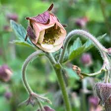 Attēlu rezultāti vaicājumam “Geum rivale bud”