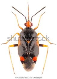 Attēlu rezultāti vaicājumam “Deraeocoris ruber”