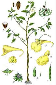 Attēlu rezultāti vaicājumam “Impatiens noli-tangere leaf”