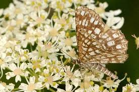 Attēlu rezultāti vaicājumam “Chiasmia clathrata”