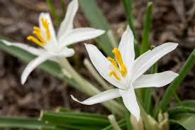 Attēlu rezultāti vaicājumam “Lycogala maculatum sessile”