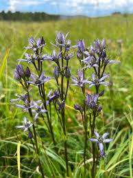 Attēlu rezultāti vaicājumam “Swertia perennis flower”