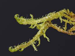 Attēlu rezultāti vaicājumam “Hamatocaulis vernicosus”