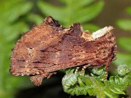 Attēlu rezultāti vaicājumam “Ptilodon capucina imago”