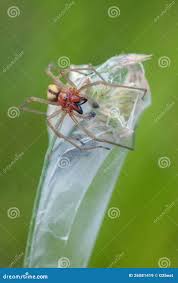 Attēlu rezultāti vaicājumam “Cheiracanthium sp.”