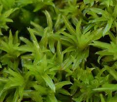 Attēlu rezultāti vaicājumam “Barbula unguiculata macro”