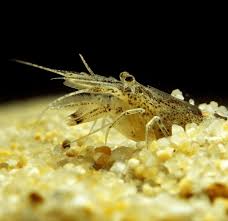 Attēlu rezultāti vaicājumam “Crangon crangon”