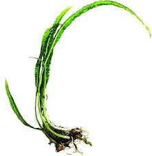 Attēlu rezultāti vaicājumam “Cribraria tenella macro”