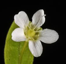 Attēlu rezultāti vaicājumam “Moehringia lateriflora flower”
