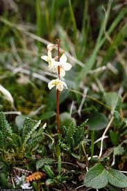 Attēlu rezultāti vaicājumam “Pyrolaceae”