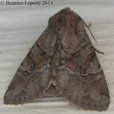 Attēlu rezultāti vaicājumam “Apamea sordens”