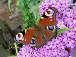 Attēlu rezultāti vaicājumam “Inachis io upperside”