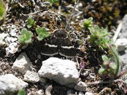 Attēlu rezultāti vaicājumam “Pyrausta cingulata”