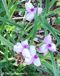 Attēlu rezultāti vaicājumam “Tradescantia virginiana flower”