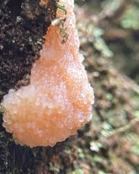 Attēlu rezultāti vaicājumam “Tubifera applanata spores”