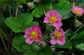 Attēlu rezultāti vaicājumam “Fragaria x ananassa”