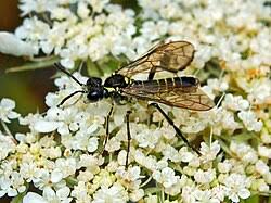 Attēlu rezultāti vaicājumam “Tenthredo mandibularis”