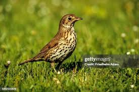 Attēlu rezultāti vaicājumam “Turdus philomelos adult”