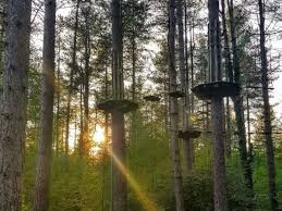 Image result for Go Ape! Moors Valley